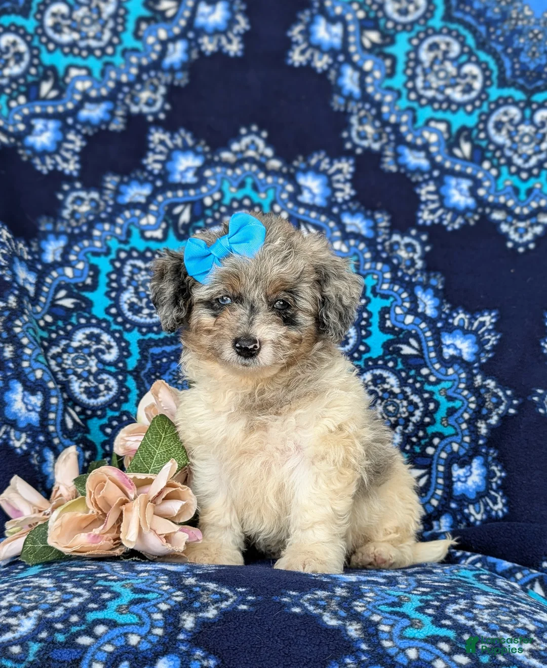 Mini Bernedoodle dogs for sale: Gemini Hypoallergenic - Ad 2