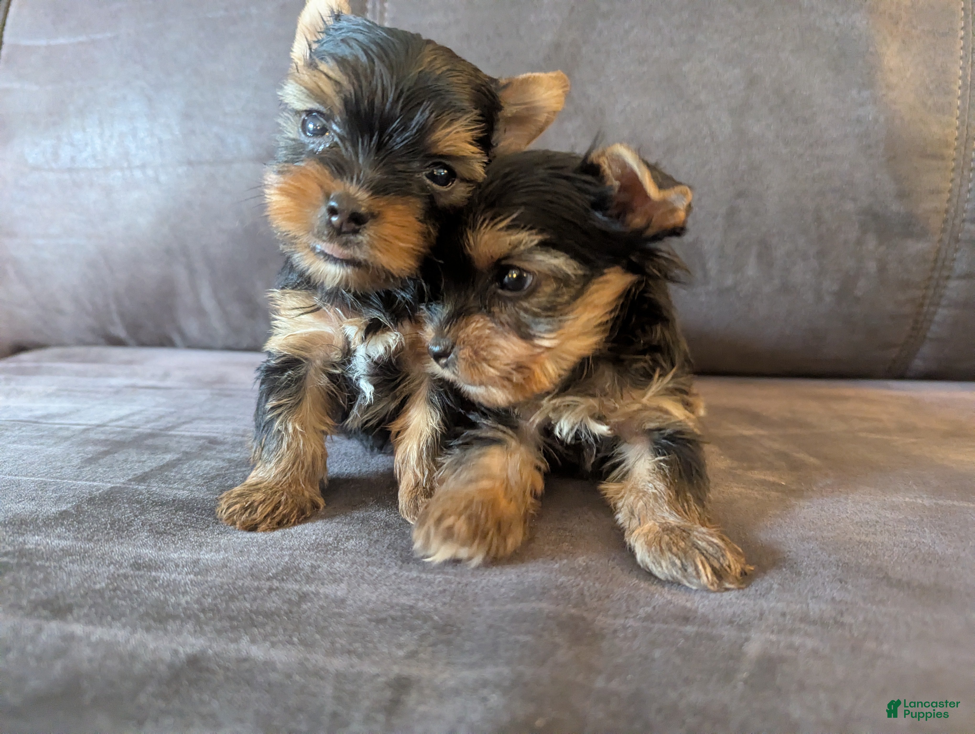 Yorkshire Terrier dogs Yorkshire Terrier 5 - Ad 21