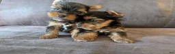 Yorkshire Terrier dogs for sale: Yorkshire Terrier 5 - Ad 1