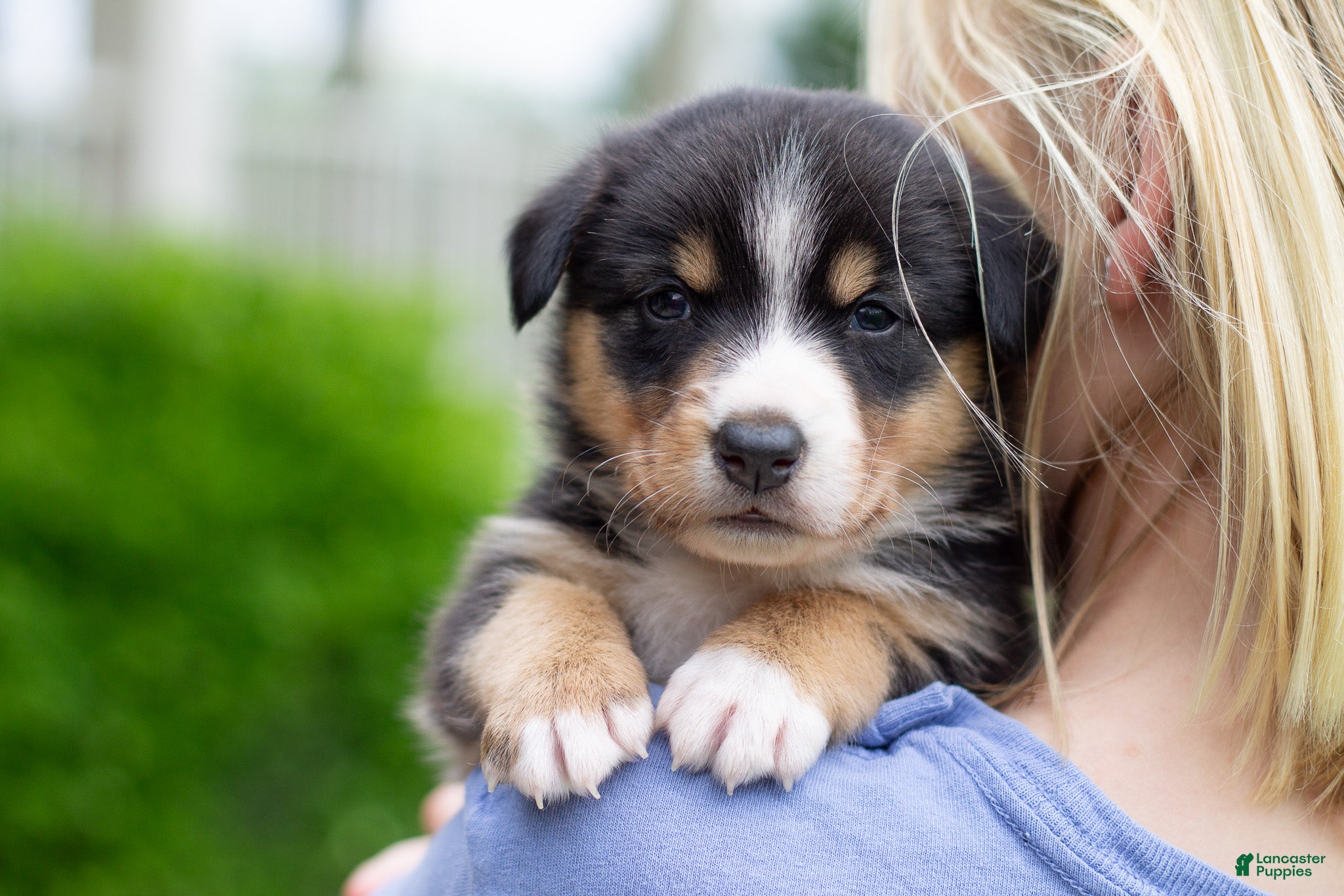 Mixed Breed dogs Grant - Ad 1