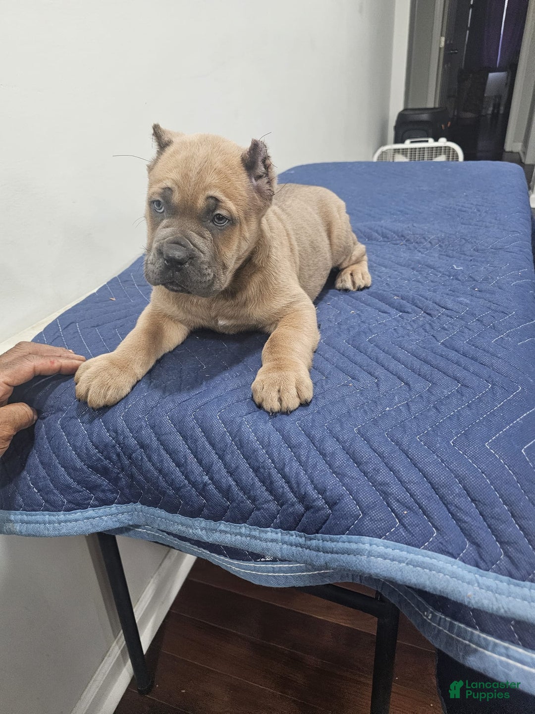 Cane Corso dogs for sale: DEXTA - Ad 5