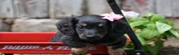 Miniature Dachshund dogs for sale: Bella - Ad 10