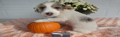 Mixed Breed 1 Max