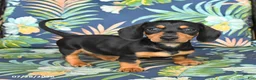 Miniature Dachshund dogs for sale: June - Ad 5