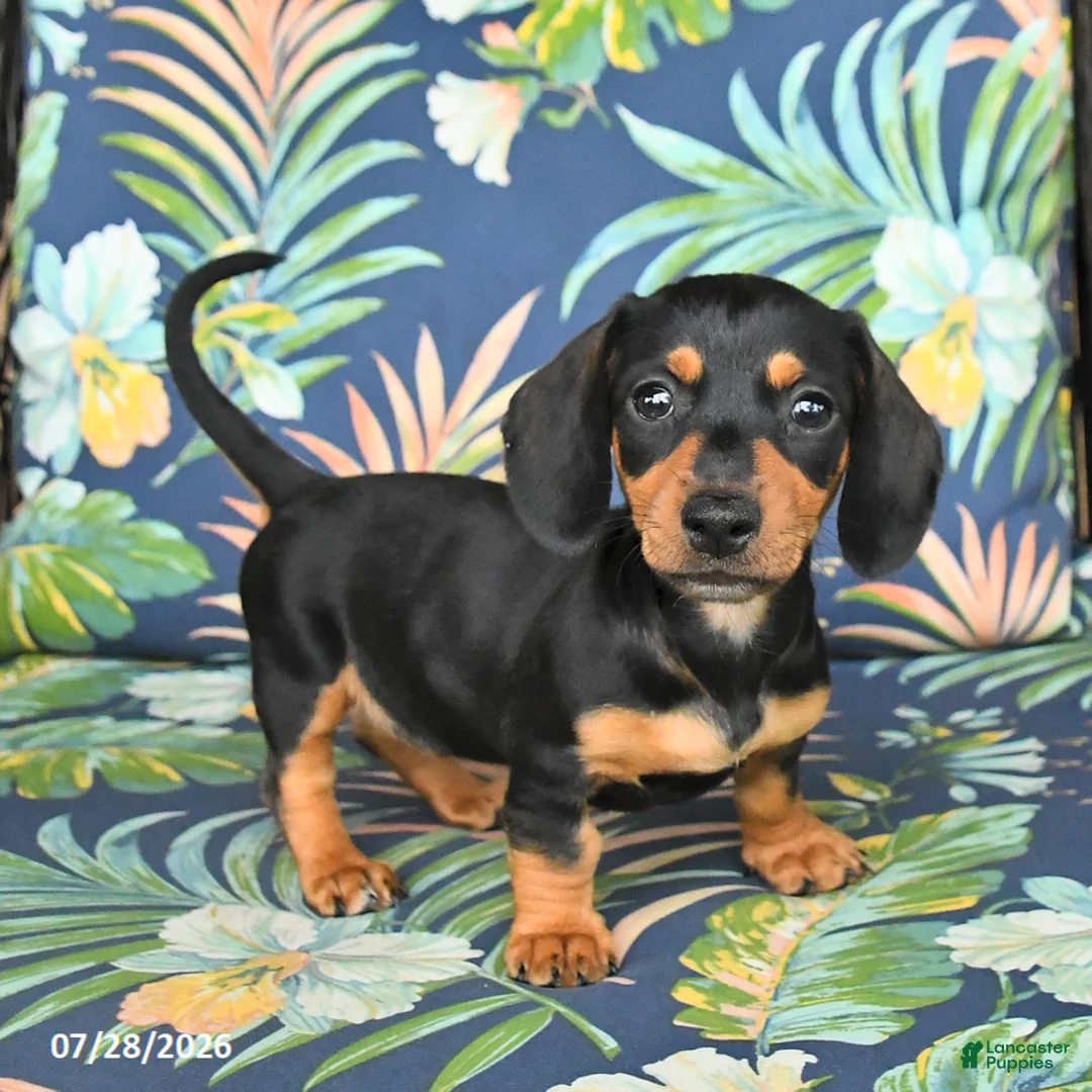 Miniature Dachshund dogs for sale: June - Ad 5