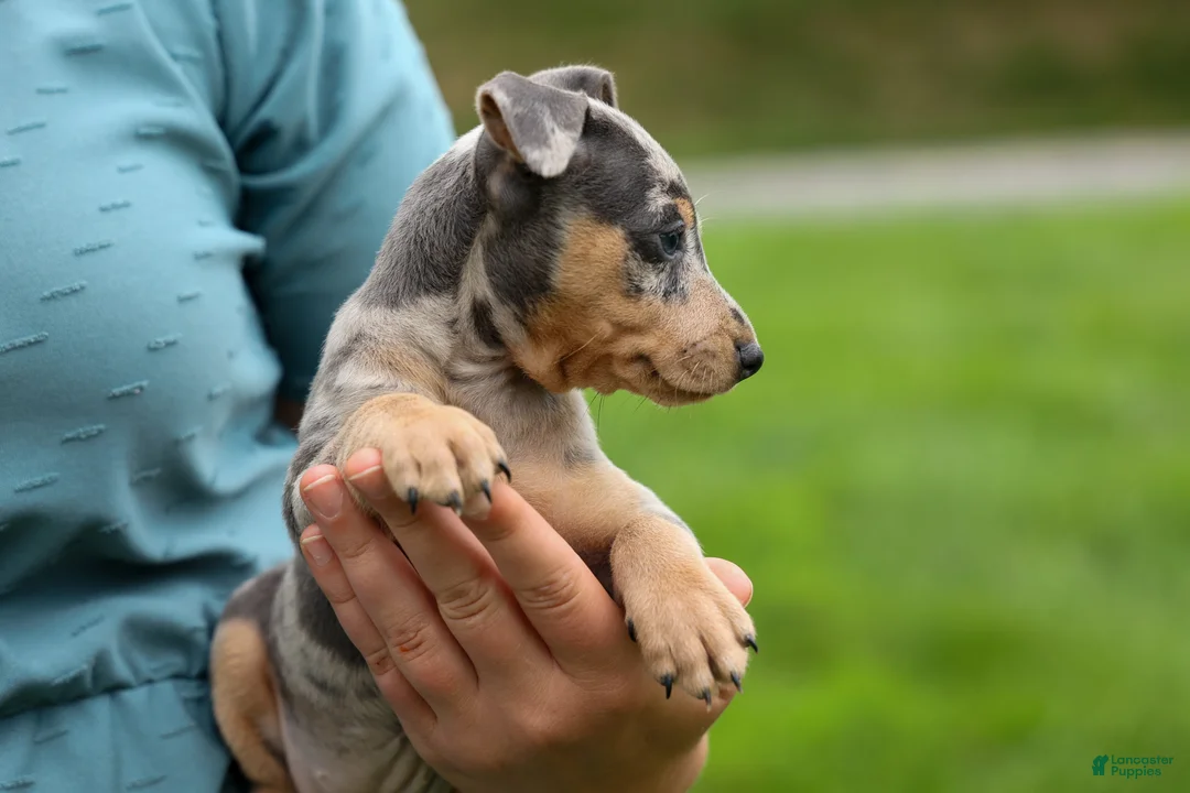 Miniature Pinscher dogs for sale: ANGIE - Ad 2