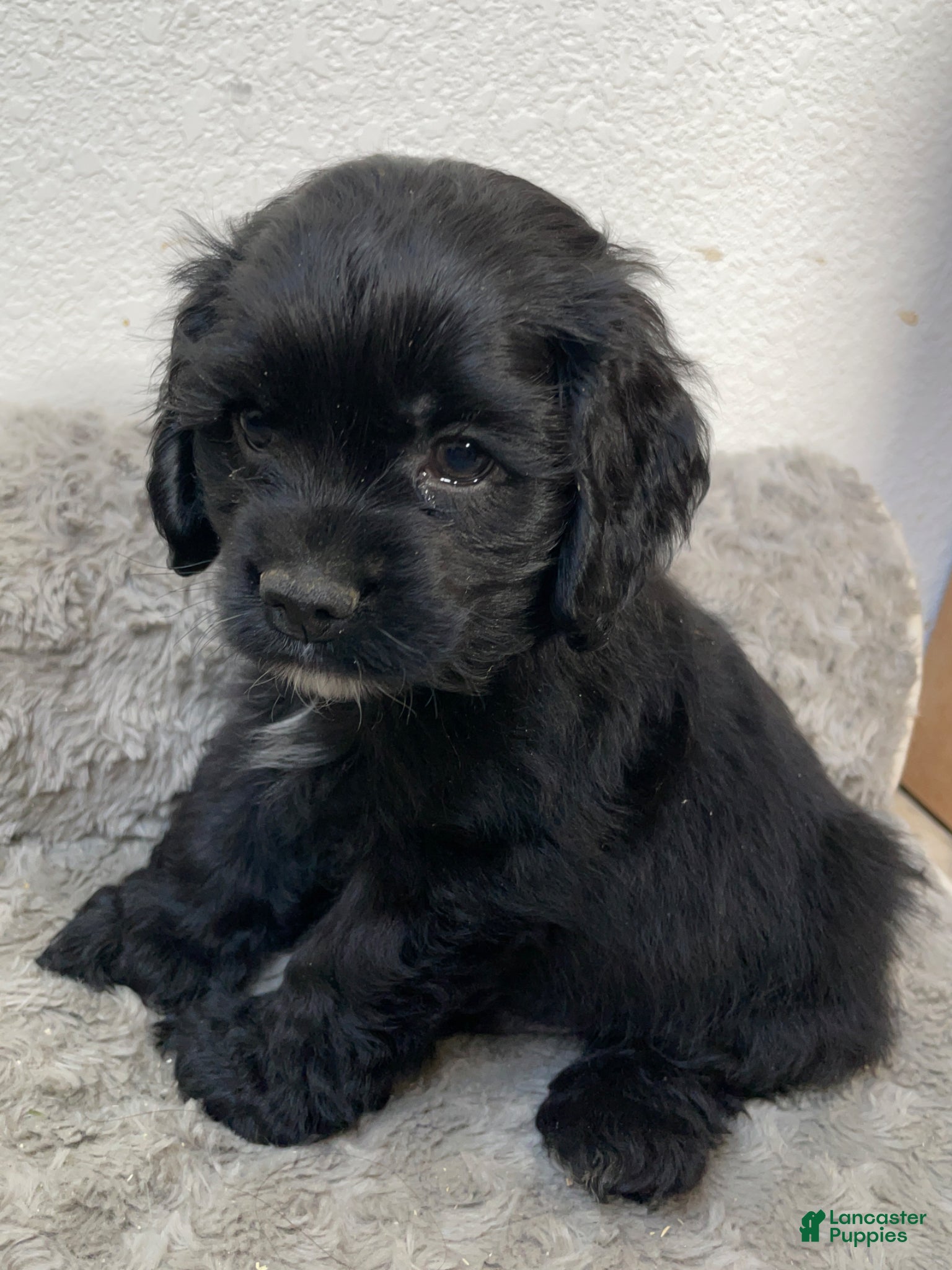 Cocker Spaniel dogs Steve - Ad 5