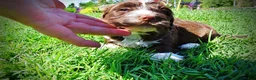 Havapoo dogs for sale: Tootsie - Ad 9