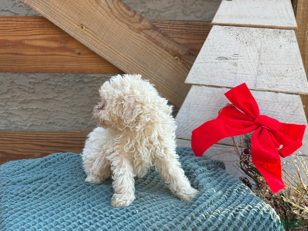 Bichpoo dogs for sale: Levi - Ad 6