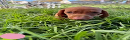 Miniature Dachshund dogs for sale: Toy Dachshund Female 2 - Ad 3