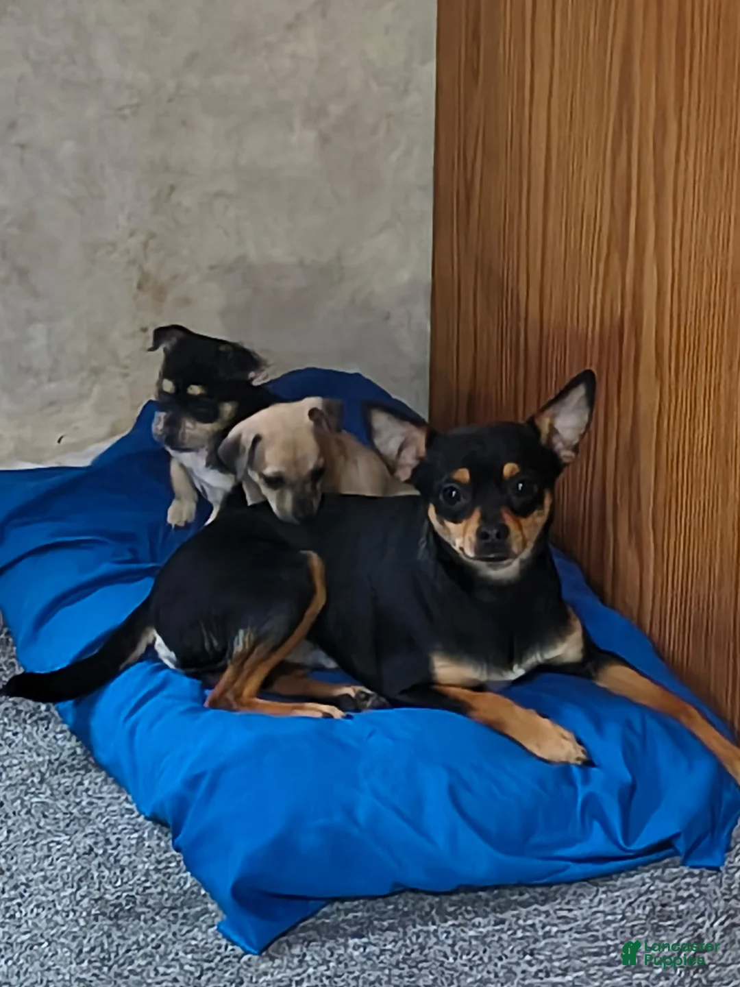 Mixed Breed dogs for sale: Mixed Breed Puppy 1 - Ad 5