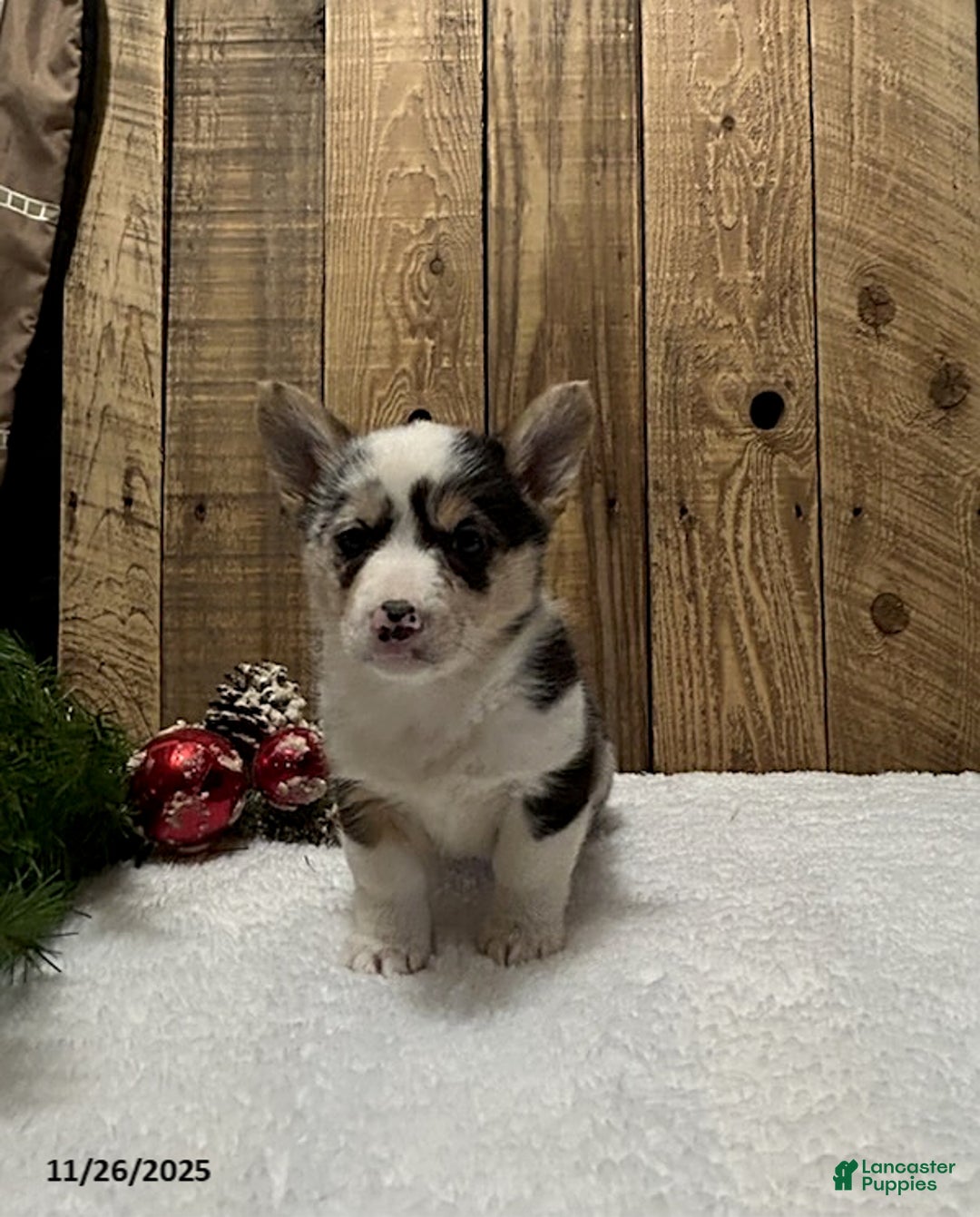 Welsh Corgi Pembroke dogs for sale: Robin - Ad 3
