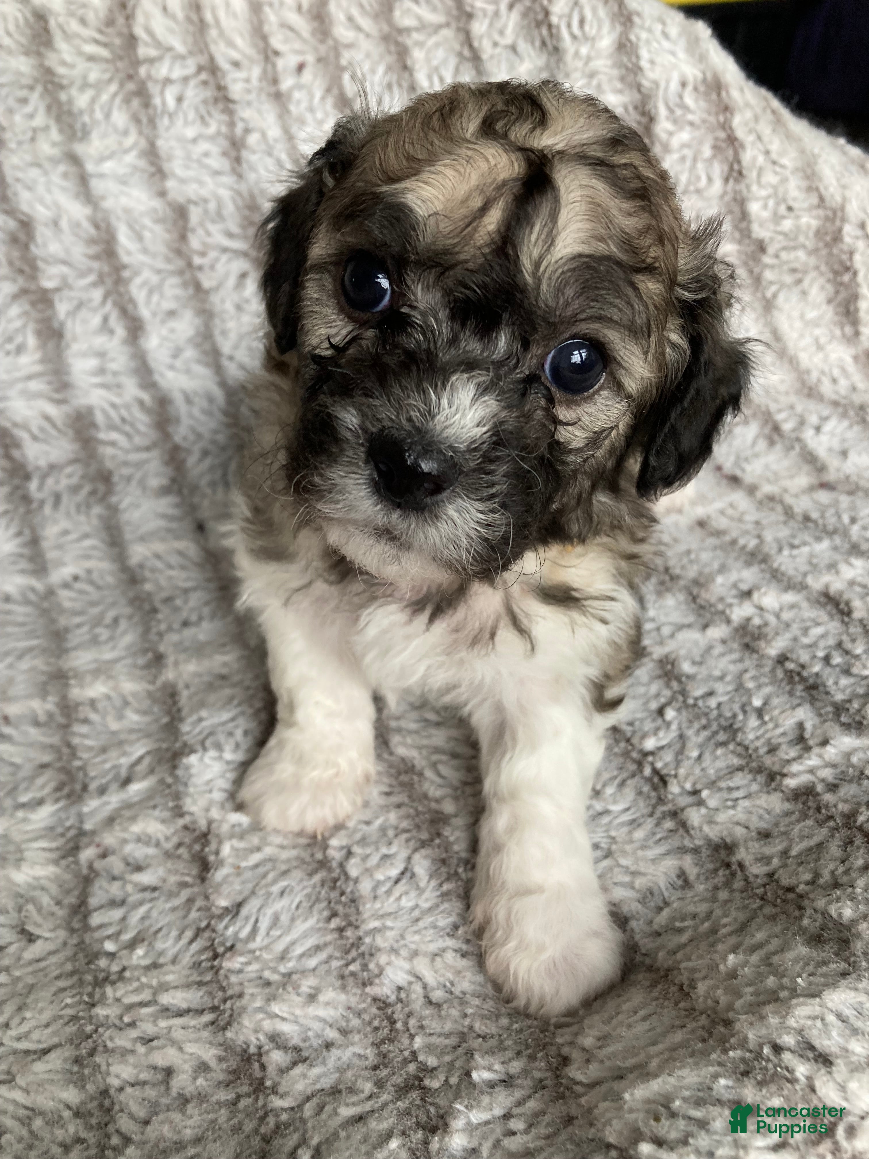 Mixed Breed dogs Lexi - Ad 1