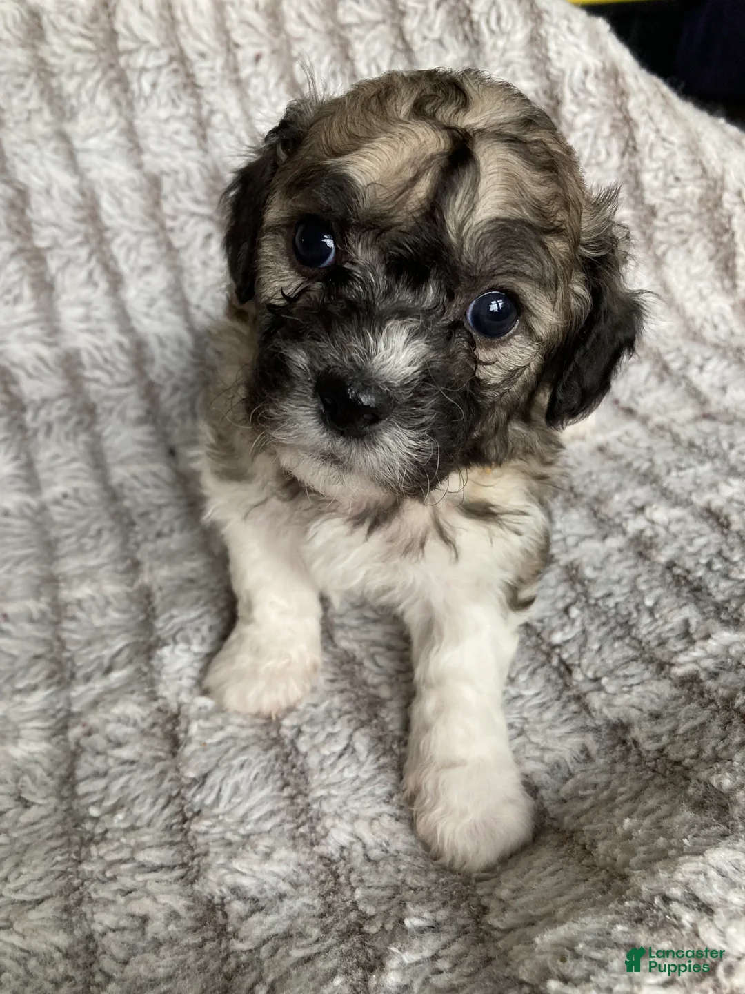 Mixed Breed dogs for sale: Lexi - Ad 1