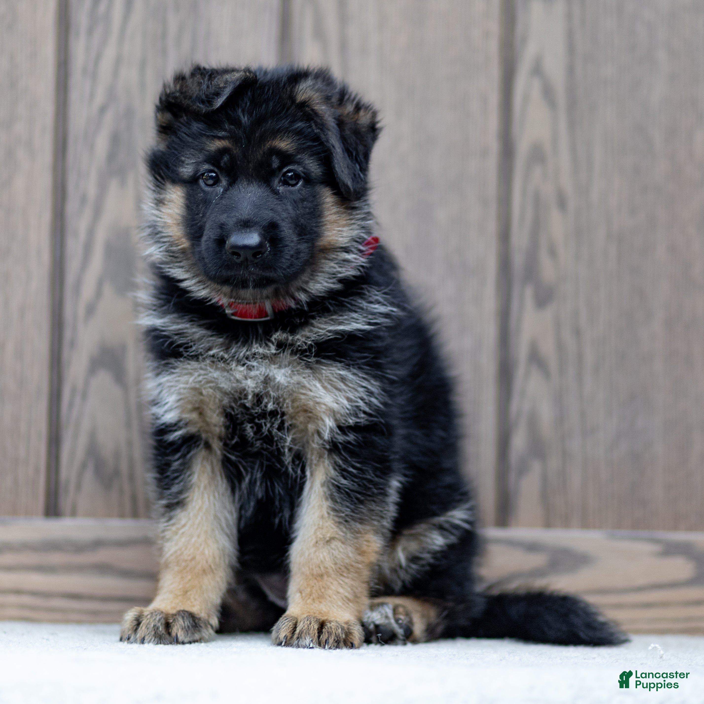 German Shepherd dogs Zola - Ad 1