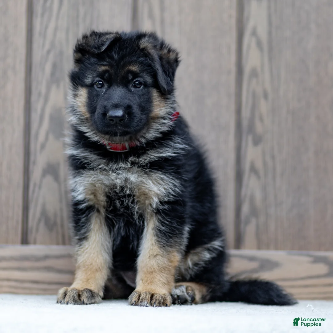 German Shepherd dogs for sale: Zola - Ad 1
