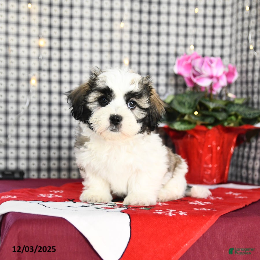 Malshi dogs Fluffball - Ad 5