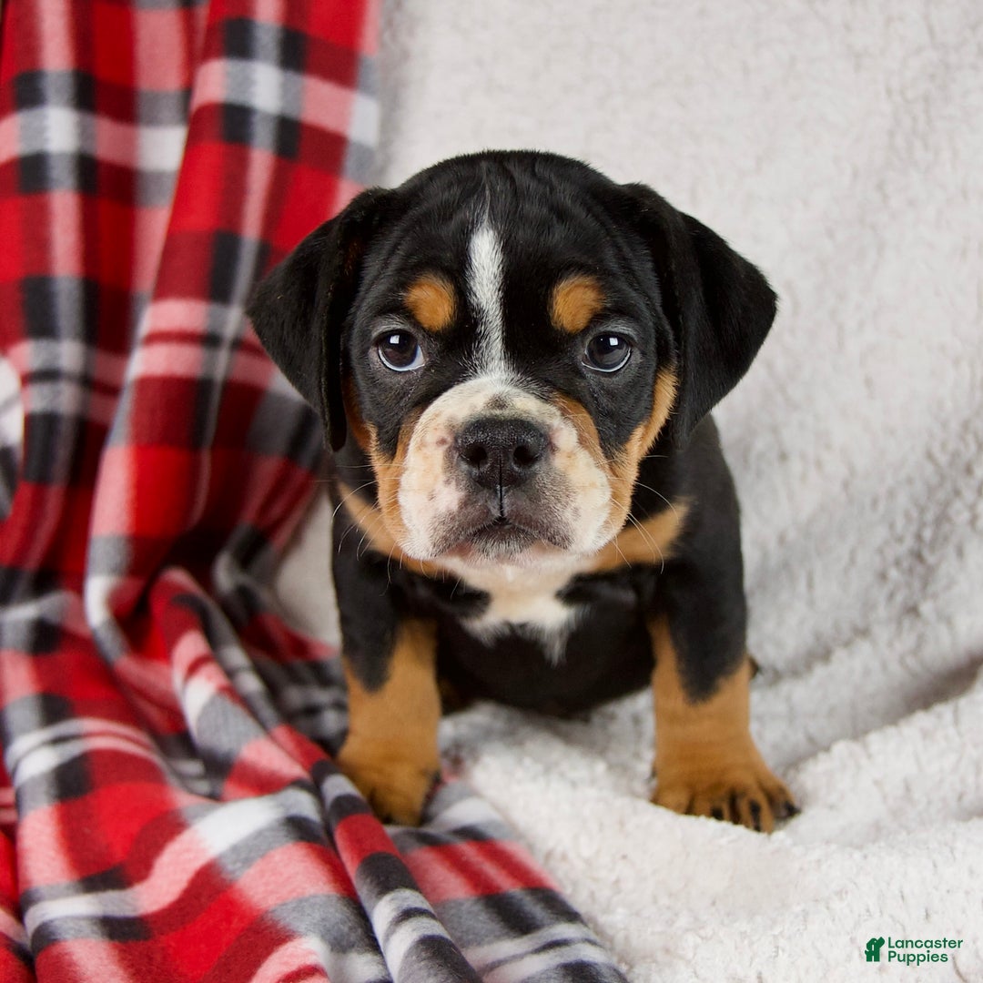 Mixed Breed dogs for sale: Koby - Ad 7