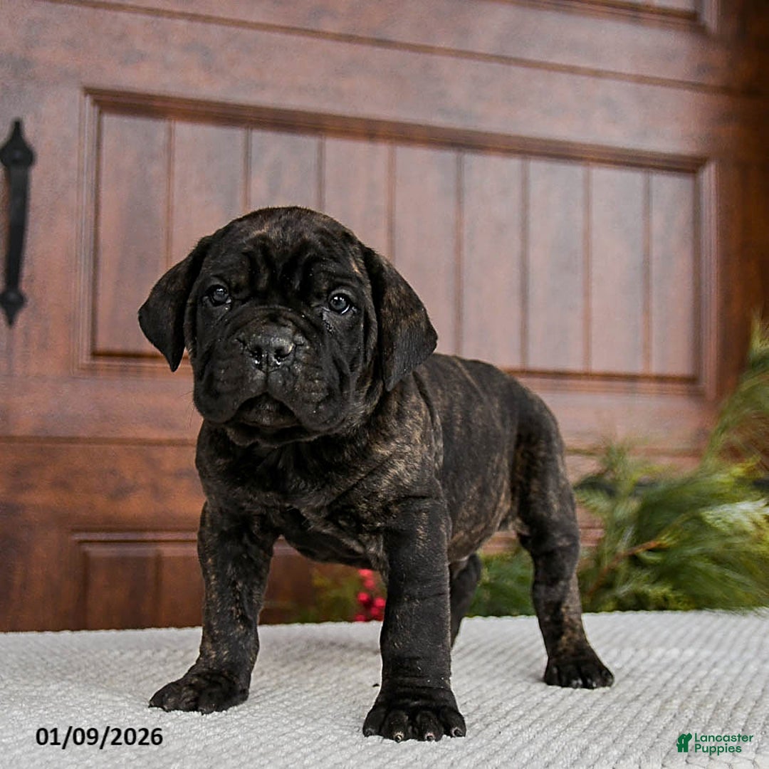 Cane Corso dogs for sale: Tripp - Ad 5
