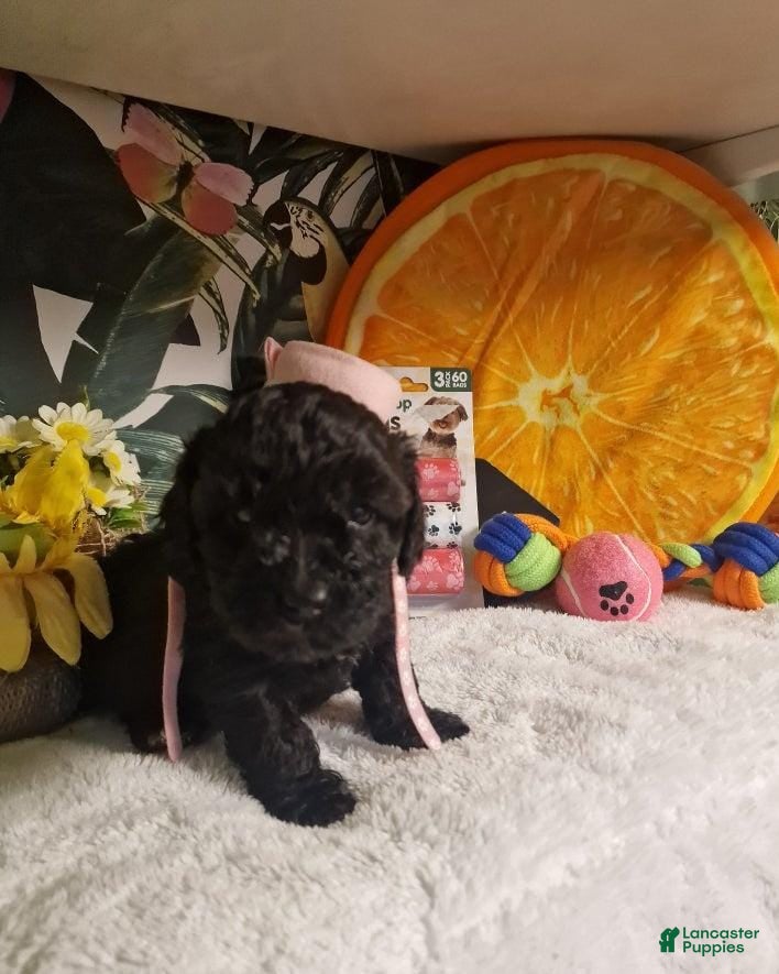 Maltipoo dogs for sale: Billy - Ad 2