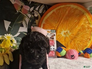 Maltipoo dogs Billy - Ad 21