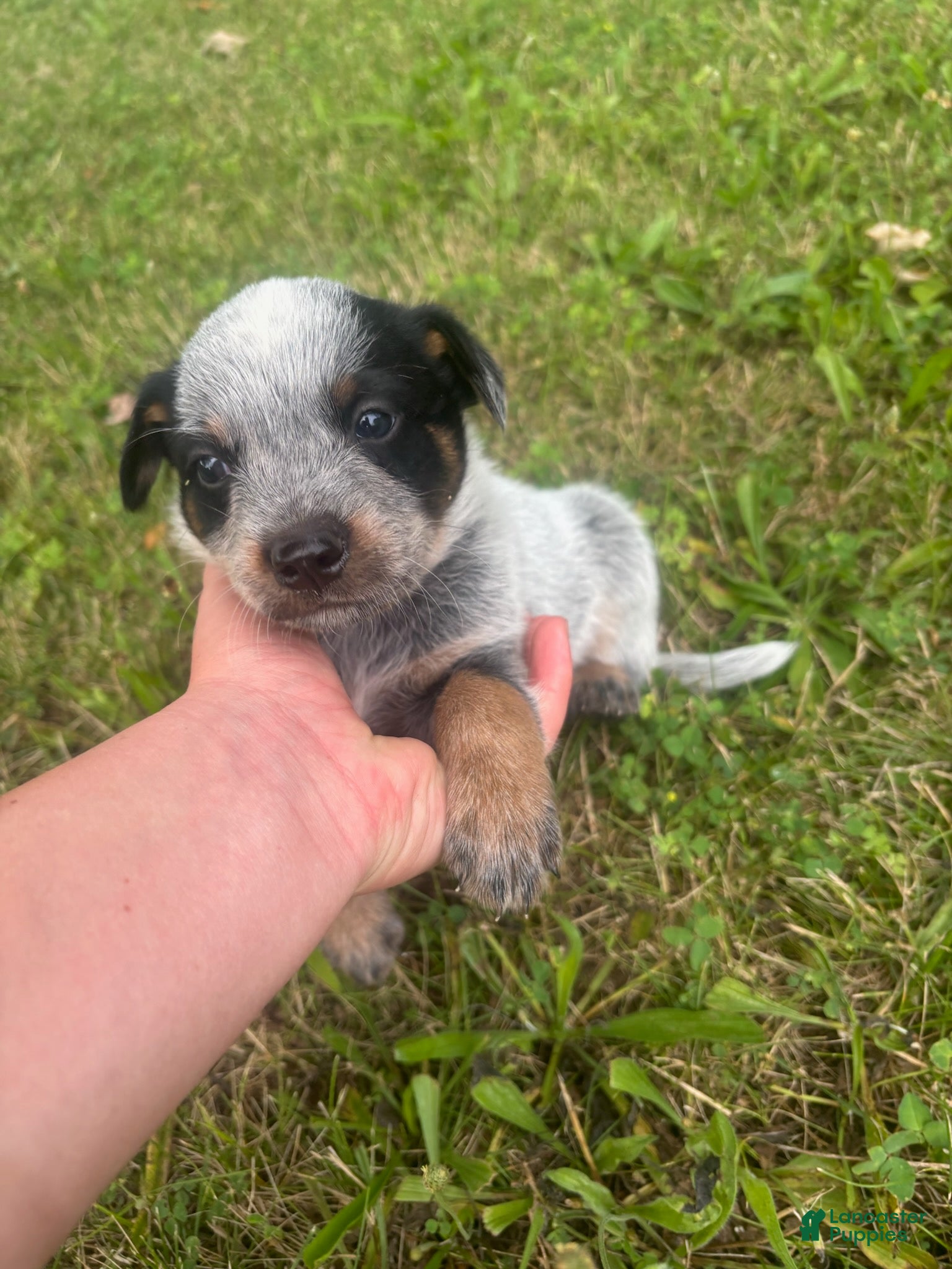 Australian Cattle Dog dogs Pickles - Ad 1