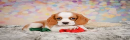 Beaglier dogs for sale: Brooke - Ad 4