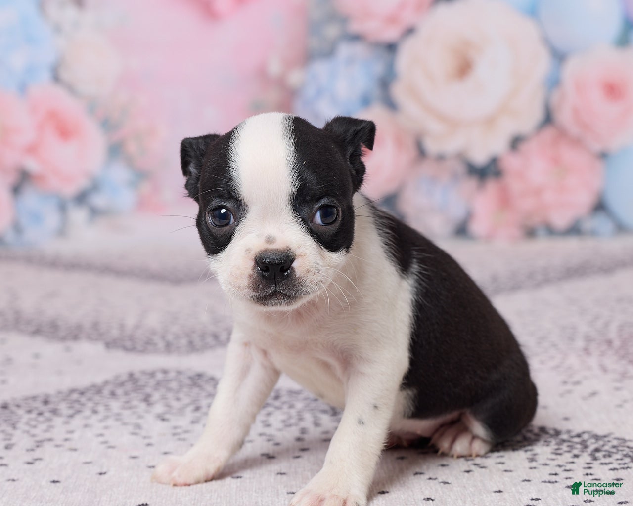 Boston Terrier dogs Violet - Ad 2