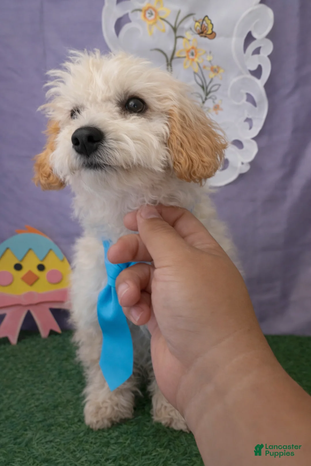 Maltipoo dogs for sale: Maltipoo Puppy 1 - Ad 1
