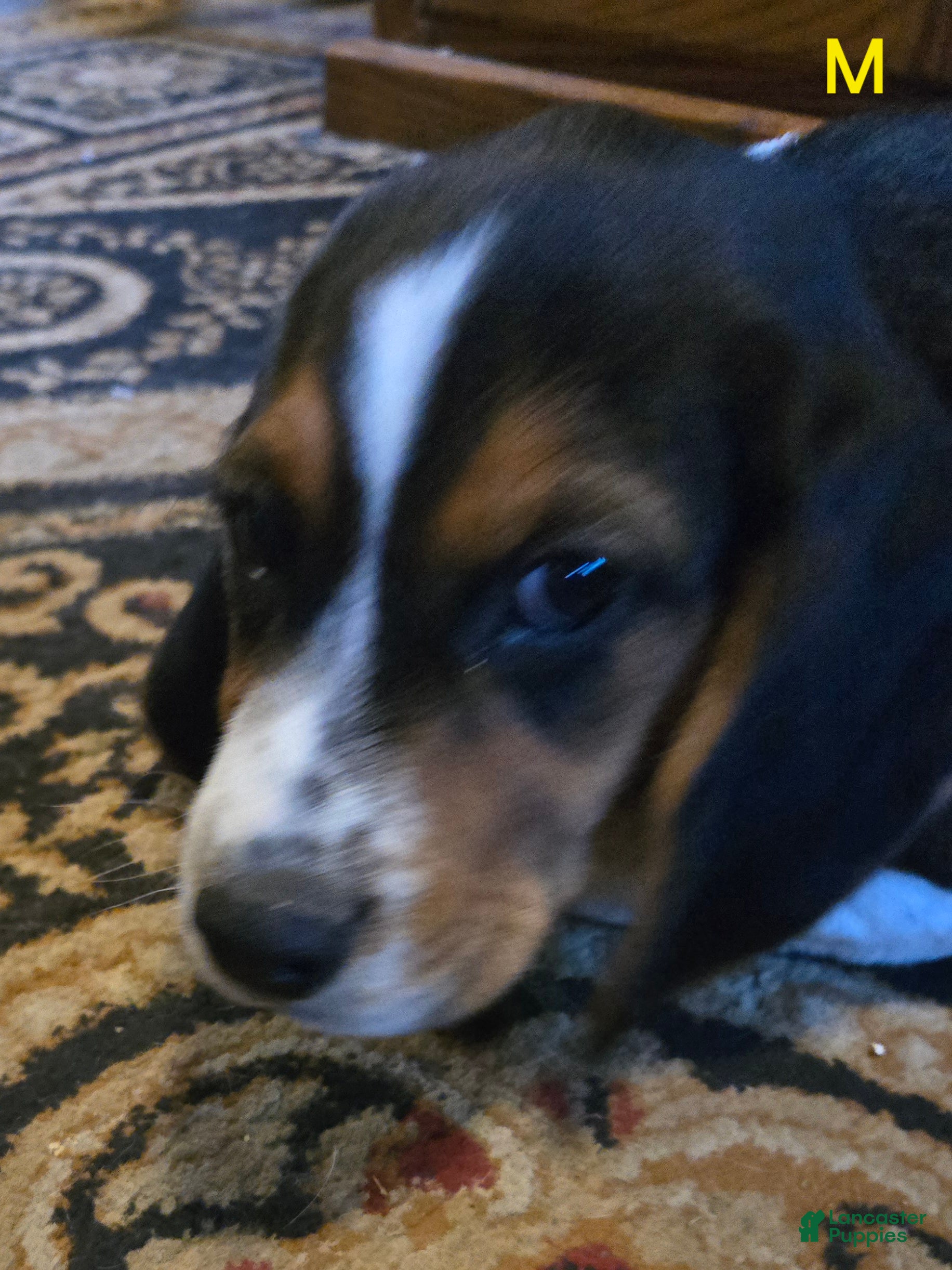 Beagle dogs Mason - Ad 2