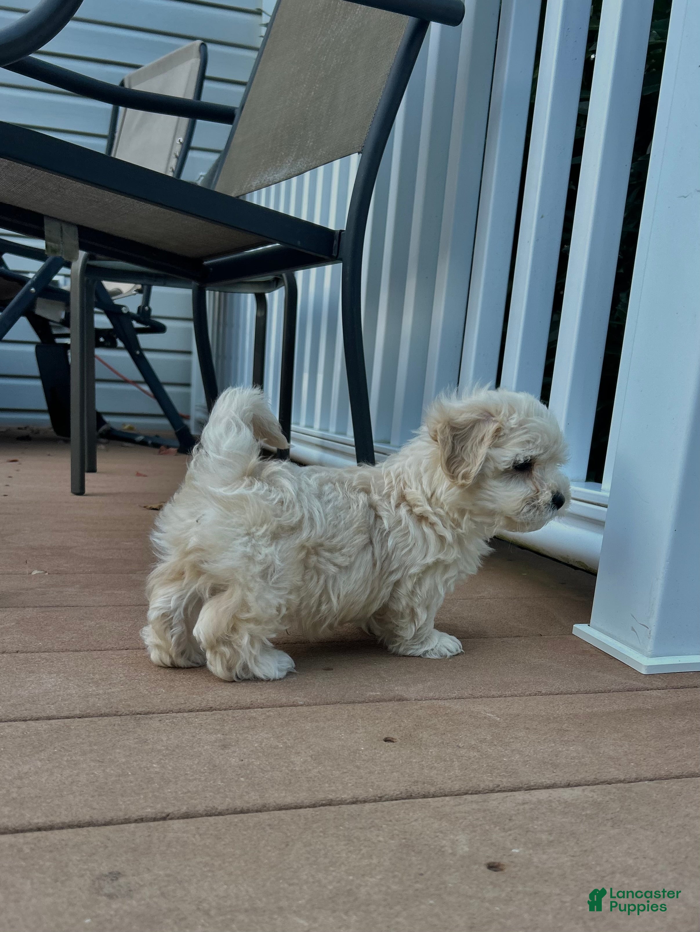 Maltipoo dogs for sale: Tucker  - Ad 2