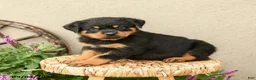Rottweiler dogs for sale: Ryder - Ad 3