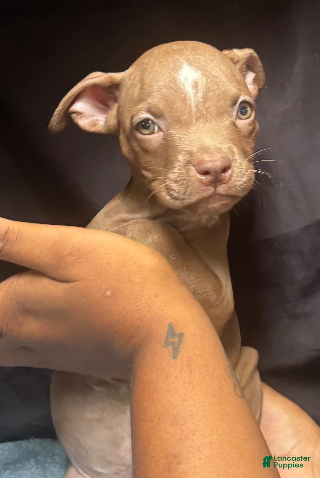 American Pit Bull Terrier dogs for sale: American Pit Bull Terrier 2 - Ad 1