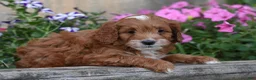 Cockapoo dogs for sale: Thorn - Ad 4