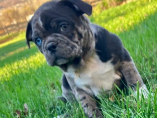 Mixed Breed dogs - Ad 2