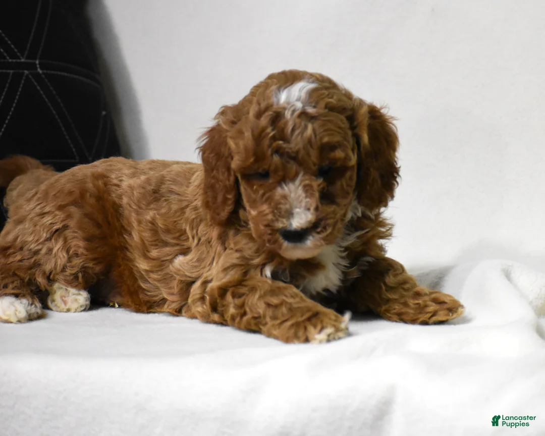 Miniature Poodle dogs for sale: El Paso - Ad 1