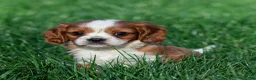 Cavalier King Charles Spaniel dogs for sale: Rick Cavalier King Charles Spaniel Puppy  - Ad 3