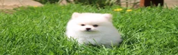 Pomeranian dogs for sale: Charlie  - Ad 7