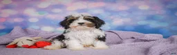 Cavapoo dogs for sale: Duke - Ad 5