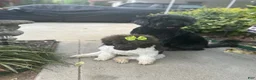 Bordoodle dogs for sale: Roxy - Ad 22