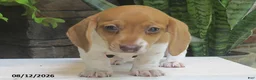 Miniature Dachshund dogs for sale: Jewel - Ad 4