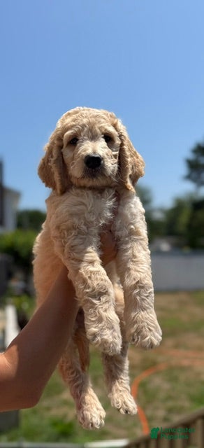 Goldendoodle dogs Levi - Ad 1