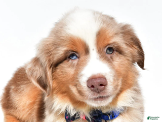 Miniature Australian Shepherd dogs Trooper - Ad 28