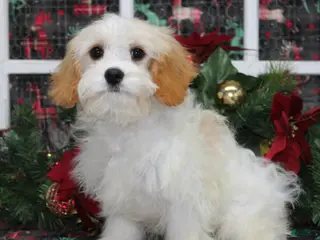 Cavachon dogs Mars - Ad 1