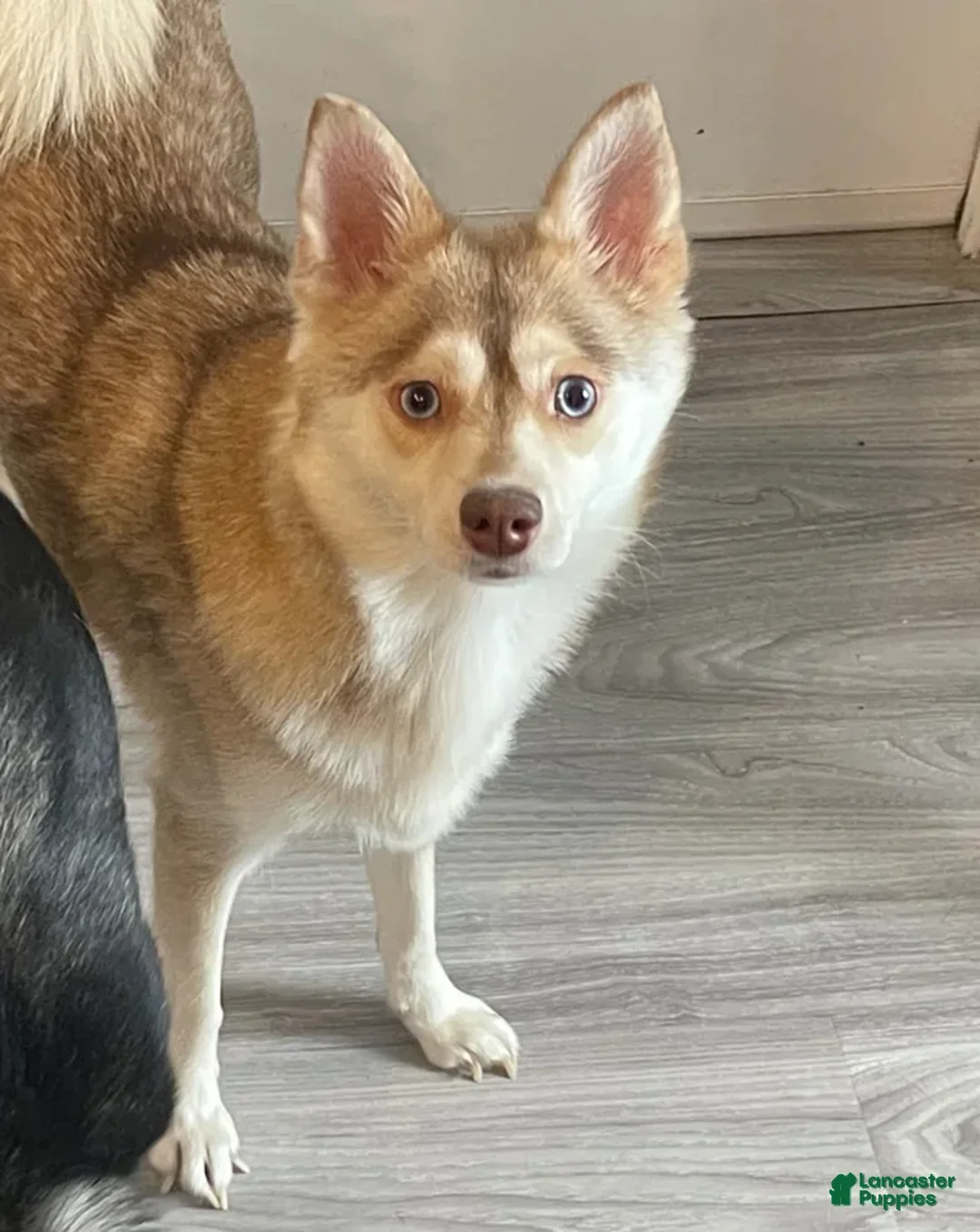 Alaskan Klee Kai dogs for sale: Alaskan Klee Kai Puppy 2 - Ad 4