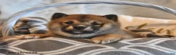 Shiba Inu dogs for sale: Ruby Jean - Ad 2