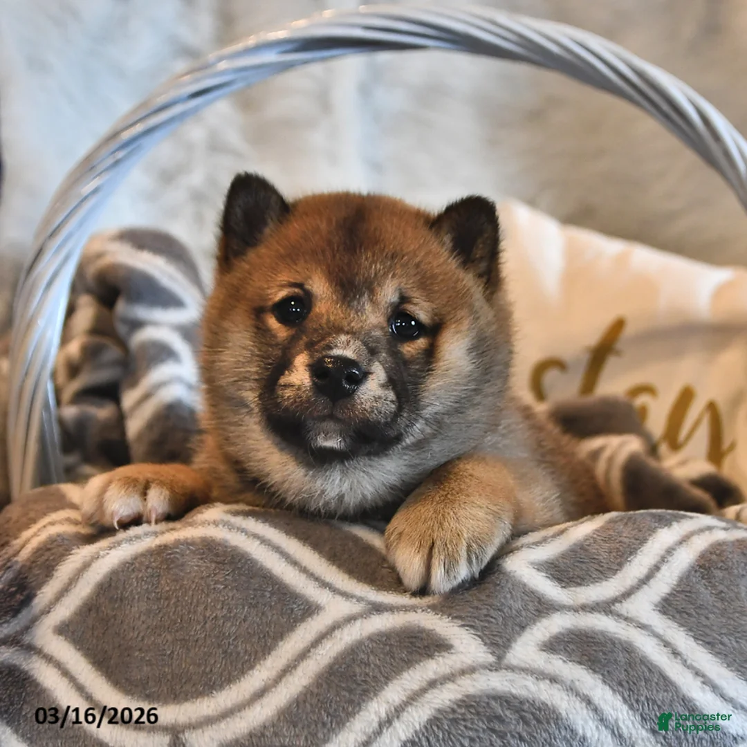 Shiba Inu dogs for sale: Ruby Jean - Ad 2