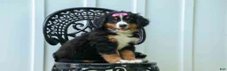 Bernese Mountain Dog dogs for sale: SALLY - Ad 17