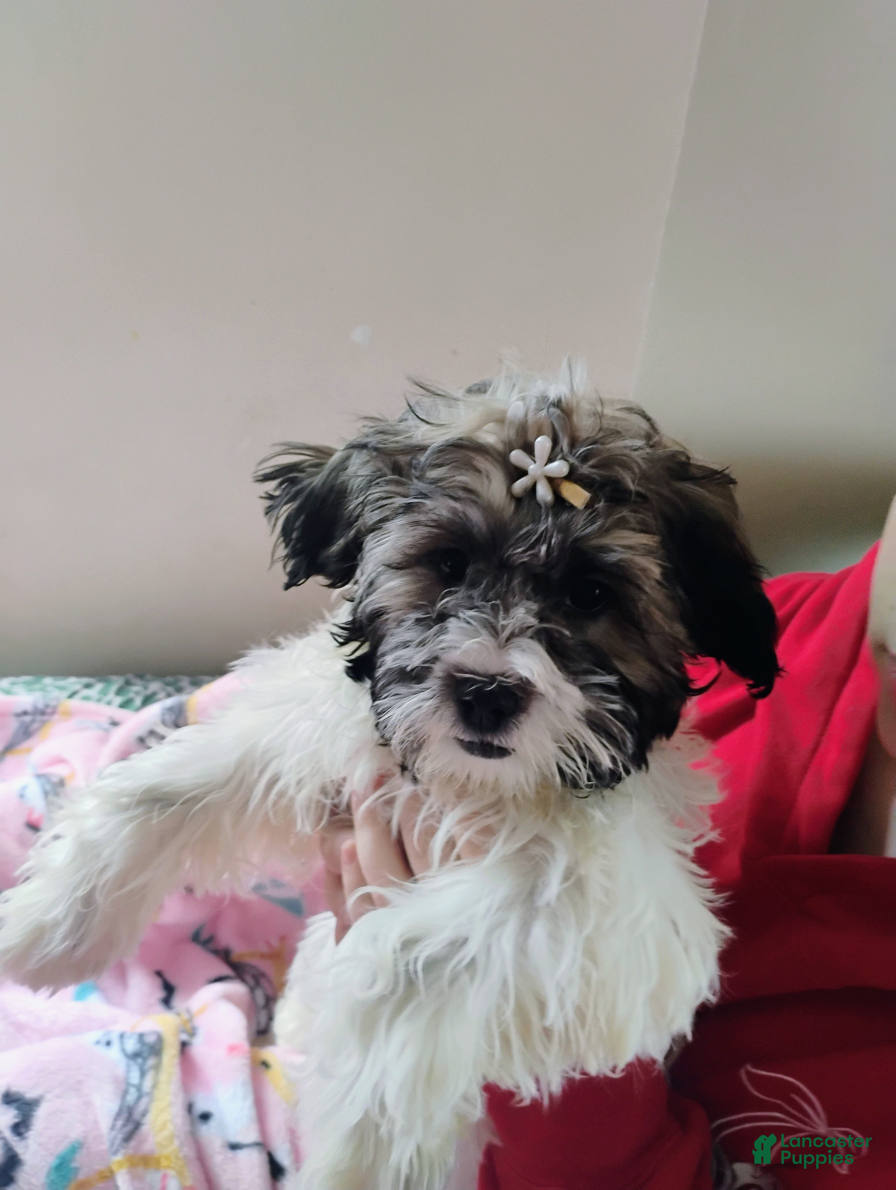 Teddy Bear dogs Teddy Bear 1 - Ad 1