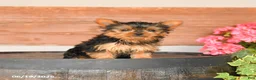 Yorkshire Terrier dogs for sale: Teddy - Ad 5